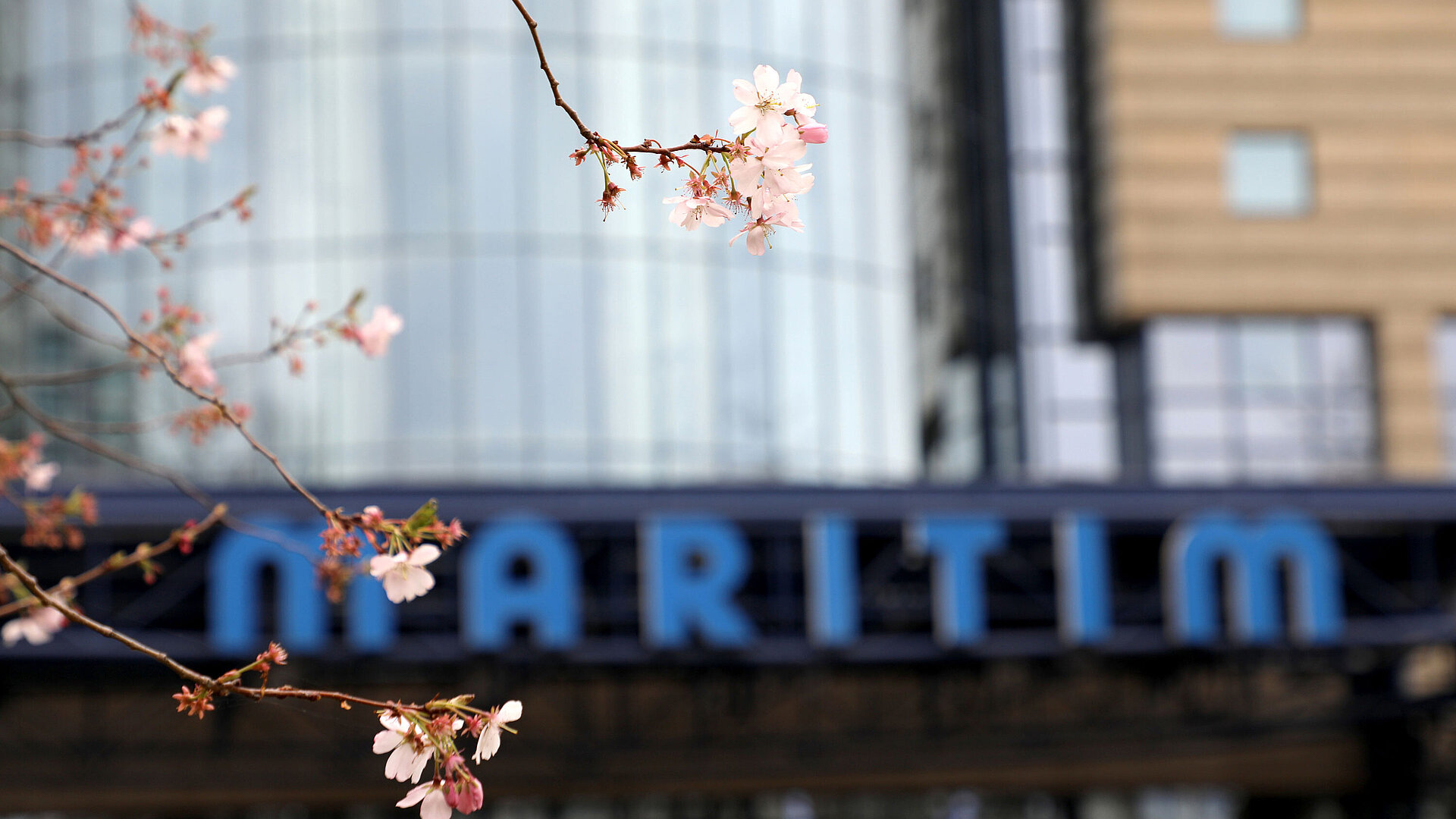 Hoteleingang Cherry blossom branch in the foreground with the blue Maritim hotel sign blurred in the background.